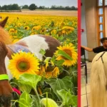 Image of the Smile Ponies