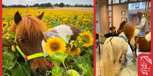 Image of the Smile Ponies
